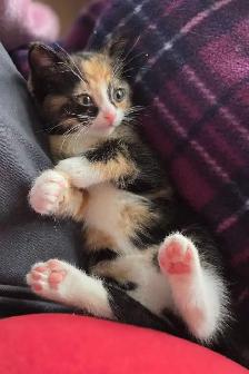 Calico and Orange Tabby Kittens - Photo 3