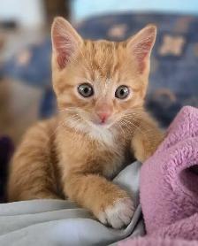 Calico and Orange Tabby Kittens - Photo 4