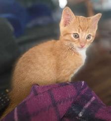 Calico and Orange Tabby Kittens - Photo 5