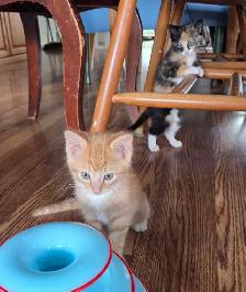 Calico and Orange Tabby Kittens - Photo 6
