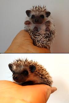♥Carly or Caspian Pinto hoglets with two-toned masks! Delivery h - Photo 2