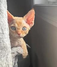 Devon Rex Male Kitten