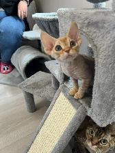 Devon Rex Male Kitten - Photo 2