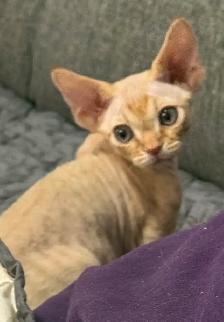 Devon Rex Male Kitten - Photo 3