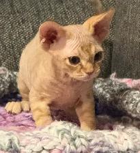 Devon Rex Male Kitten - Photo 4