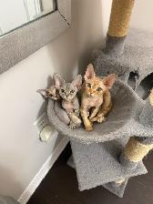 Devon Rex Male Kitten - Photo 5