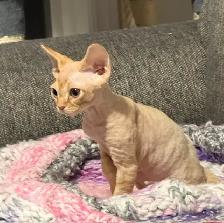 Devon Rex Male Kitten - Photo 6