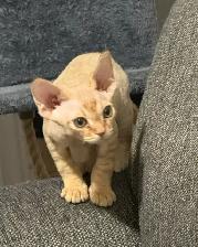 Devon Rex Male Kitten - Photo 7