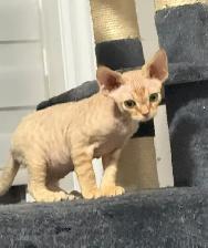 Devon Rex Male Kitten - Photo 8