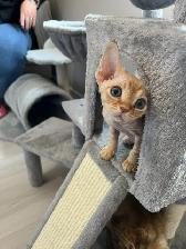 Devon Rex Male Kitten - Photo 9