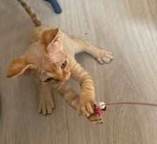 Devon Rex Male Kitten - Photo 10