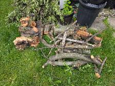 Free Apple Tree Wood