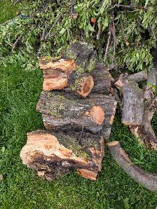 Free Apple Tree Wood - Photo 2