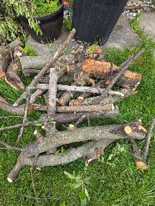 Free Apple Tree Wood - Photo 3