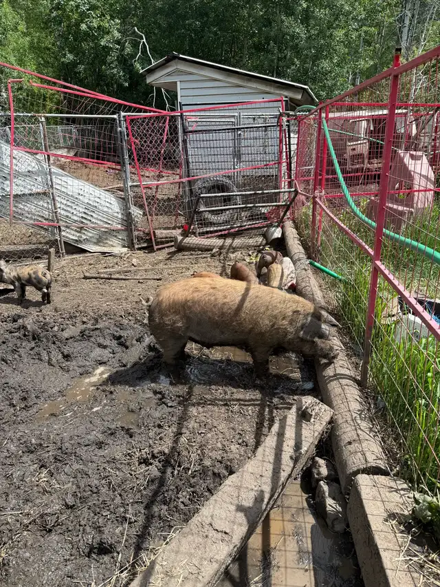 boar/ pig