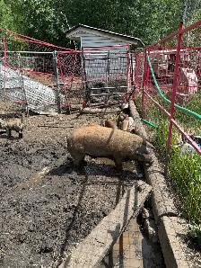boar/ pig