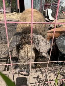 boar/ pig - Photo 2