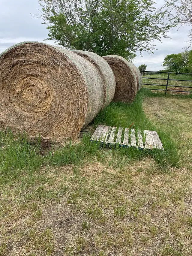 Hay Bales Large Round for sale