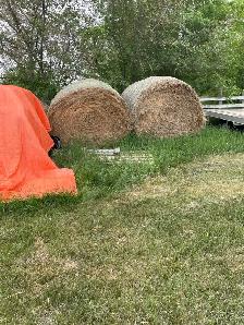 Hay Bales Large Round for sale - Photo 2