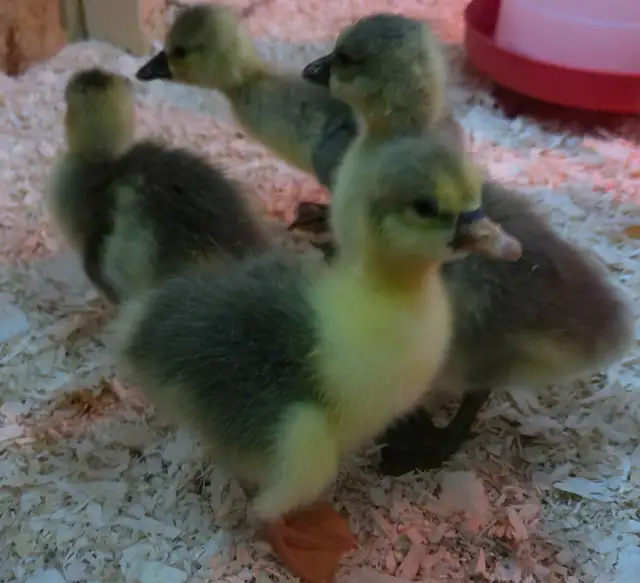Goslings!