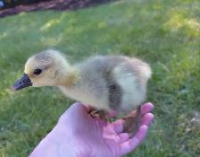 Goslings! - Photo 2