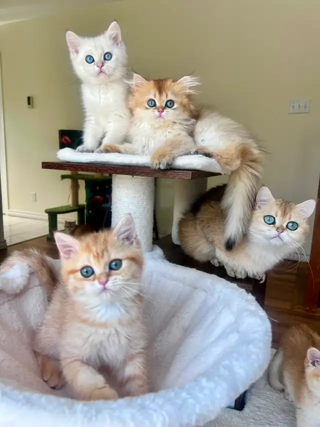 British Golden Chinchilla Kittens with Emerald & Sapphire Eyes