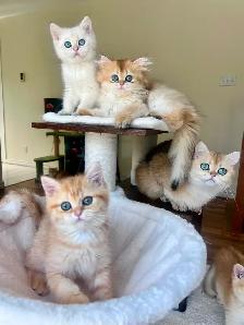 British Golden Chinchilla Kittens with Emerald & Sapphire Eyes