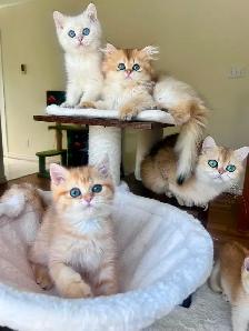 British Golden Chinchilla Kittens with Emerald & Sapphire Eyes - Photo 2