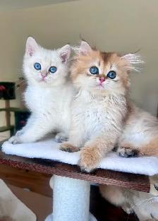 British Golden Chinchilla Kittens with Emerald & Sapphire Eyes - Photo 3