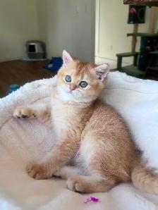 British Golden Chinchilla Kittens with Emerald & Sapphire Eyes - Photo 4