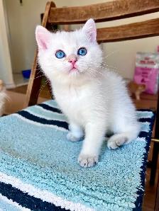 British Golden Chinchilla Kittens with Emerald & Sapphire Eyes - Photo 5
