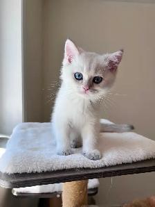 British Golden Chinchilla Kittens with Emerald & Sapphire Eyes - Photo 9