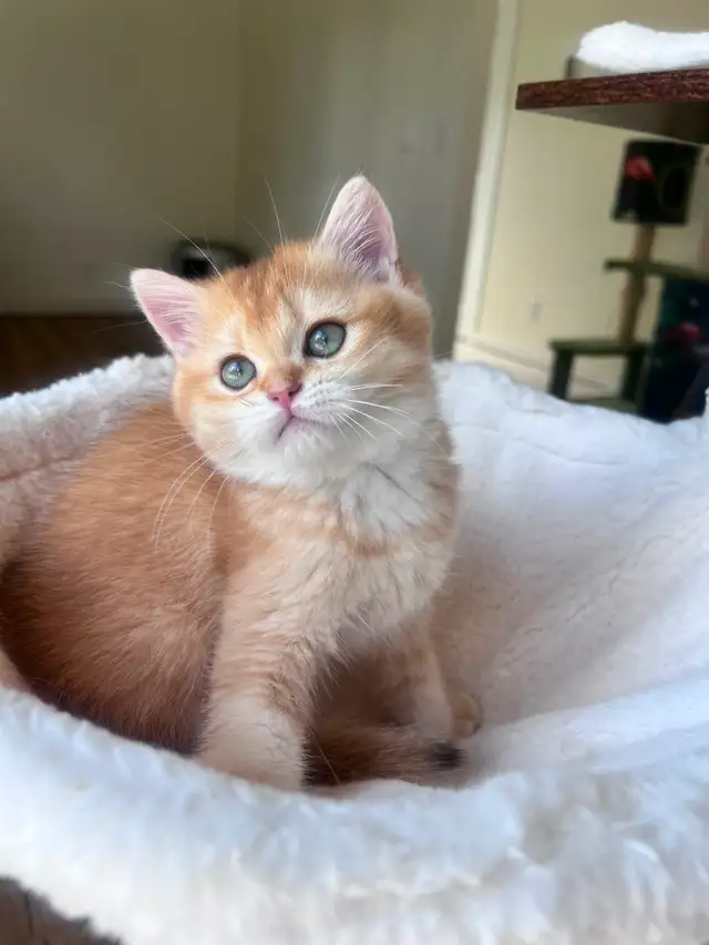 Luxury British Shorthair Kitten / Chocolate Golden Chinchill boy