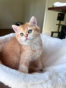 Luxury British Shorthair Kitten / Chocolate Golden Chinchill boy