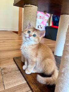 Luxury British Shorthair Kitten / Chocolate Golden Chinchill boy - Photo 2