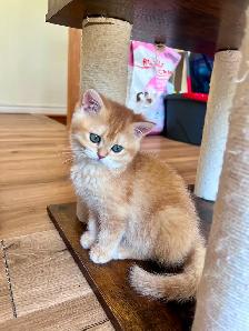 Luxury British Shorthair Kitten / Chocolate Golden Chinchill boy - Photo 3