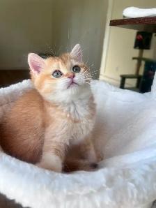 Luxury British Shorthair Kitten / Chocolate Golden Chinchill boy - Photo 4