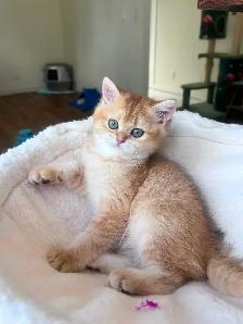 Luxury British Shorthair Kitten / Chocolate Golden Chinchill boy - Photo 7
