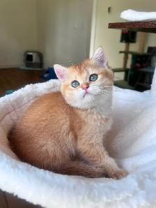 Luxury British Shorthair Kitten / Chocolate Golden Chinchill boy - Photo 8