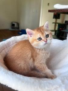 Luxury British Shorthair Kitten / Chocolate Golden Chinchill boy - Photo 9