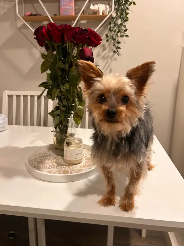 ANGELIC male purebred yorkie