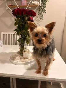 ANGELIC male purebred yorkie