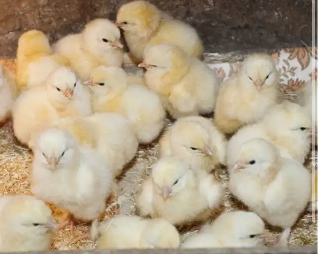 Des poussin prêt à être vendu le Juin 19