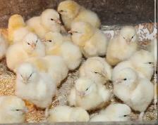 Des poussin prêt à être vendu le Juin 19
