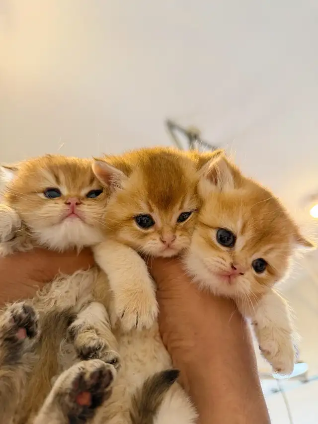 Gorgeous TICA Registered Kittens – Taking Reservations Now!