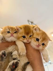 Gorgeous TICA Registered Kittens – Taking Reservations Now!