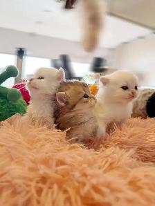 Gorgeous TICA Registered Kittens – Taking Reservations Now! - Photo 2