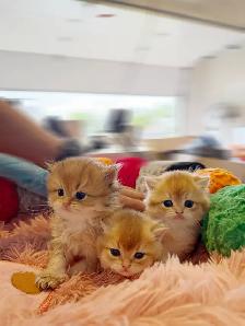 Gorgeous TICA Registered Kittens – Taking Reservations Now! - Photo 3