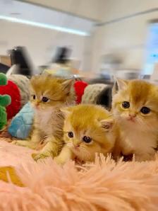 Gorgeous TICA Registered Kittens – Taking Reservations Now! - Photo 4