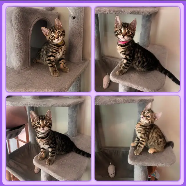 4 chatons femelles Bengal
